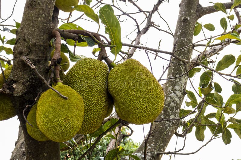 View of Jackfruit Fruit in an Orchard of Jackfruit (Artocarpus
