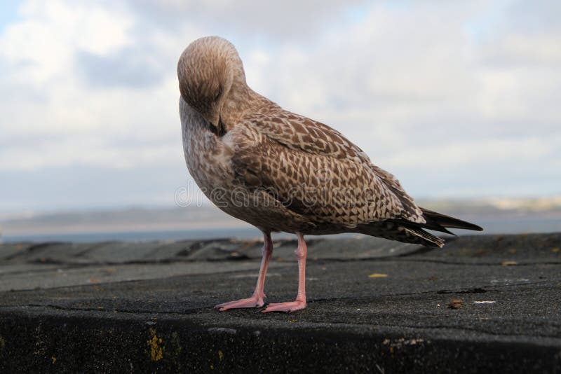 A View of a Juvenile Herring Gull Stock Photo Image of nature