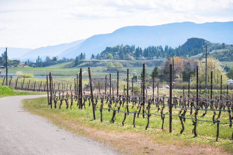 View of Kettle Valley Rail Trail, vineyards, and Munson Mountain in April on the Naramata Bench