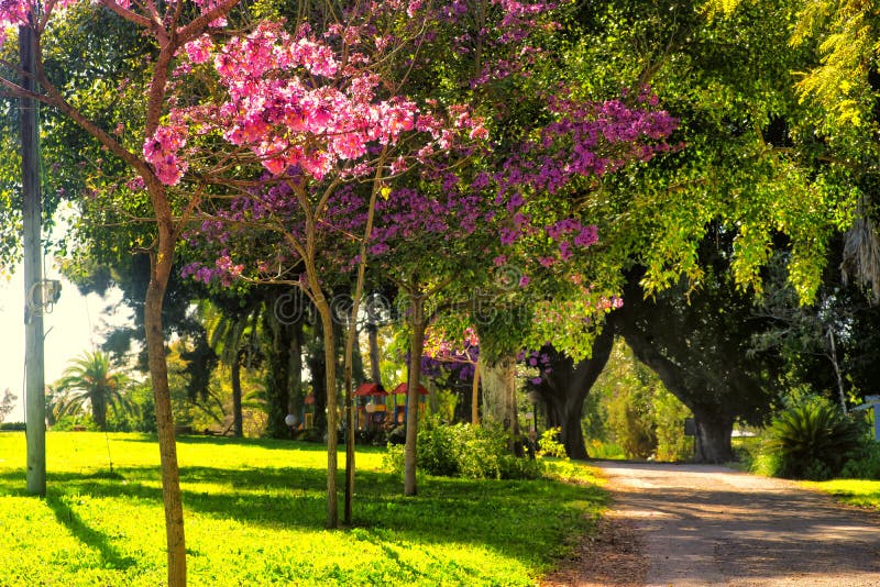 View of blooming trees Kibbutz Kfar Glikson, Israel