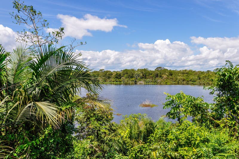 View of the Lake in the Amazon Rainforest, Manaos, Brazil Stock Photo