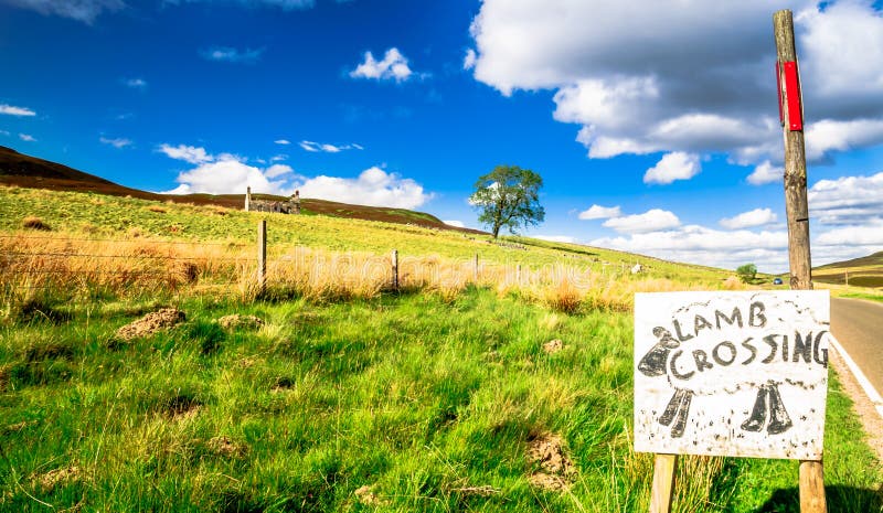 Lamb on meadows in the highlands of Scotland stock photos Lamb on meadows in the highlands of Scotland stock photos