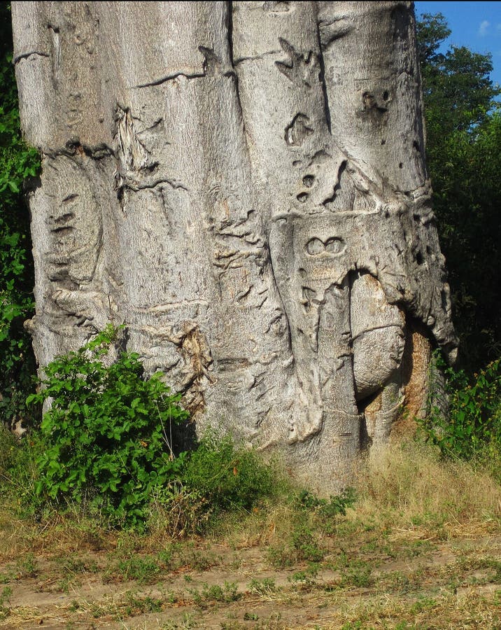 Patterns in Bark of Baobab Tree Stock Image - Image of random