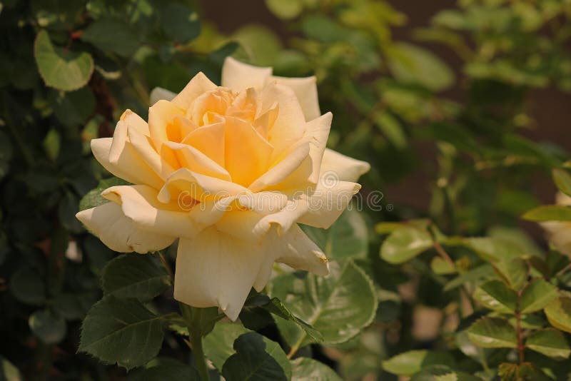LIGHT on YELLOW ROSE stock image. Image of floral, hues - 115252591