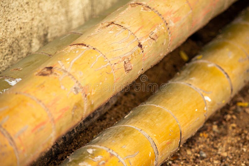 View of Logged areca palm tree in a pile stock photos