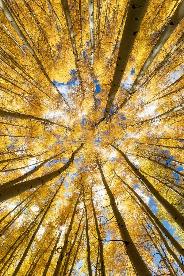View looking up in an autumn forest of Aspen trees royalty free stock photography