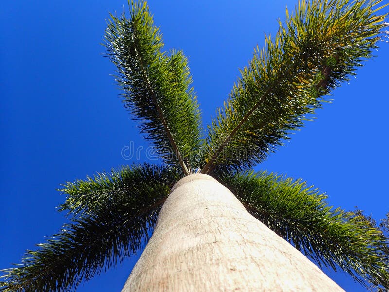 A view looking up a Palm Tree stock photo A view looking up a Palm Tree stock photo