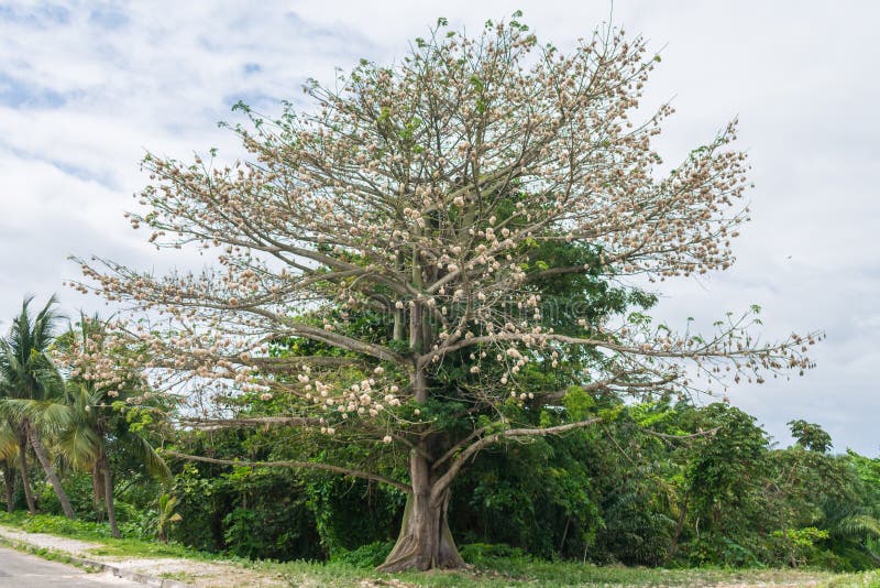 A View of a Majestic Silk Floss Tree Full of Cotton Balls Stock Image