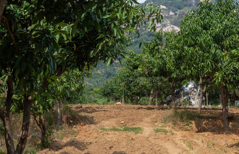 View of Mango tree plantation. Mango tree farm stock photos