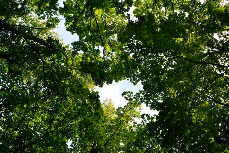 View On Maple Trees From Below Green Forest In Summer Stock Image