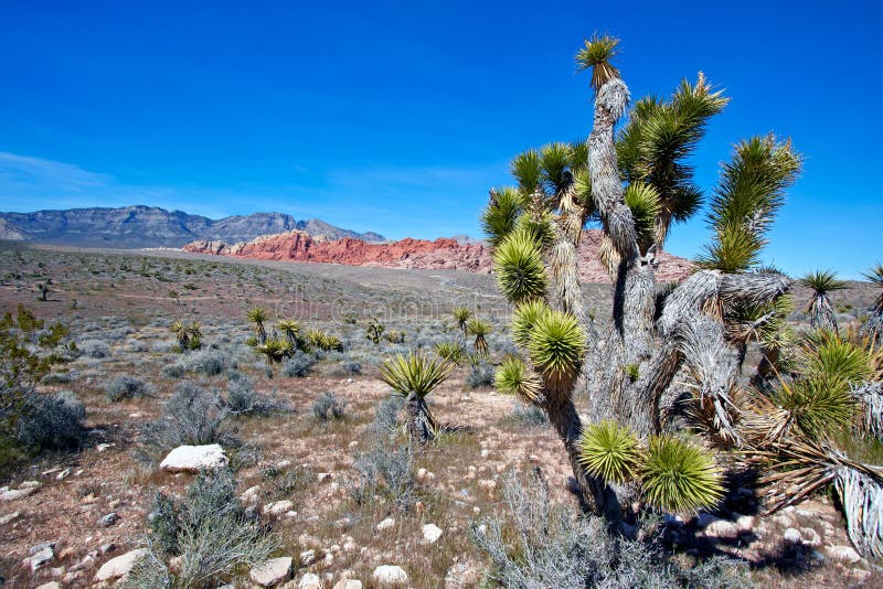 View of Mojave Desert.