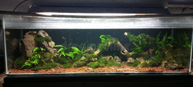 The view of the moss landscape is getting greener? stock photos