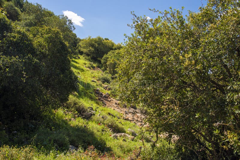 A view of a mountain range of a green forest against a dramatic back of blue sky with clouds. Travel concept hiking. A stock image