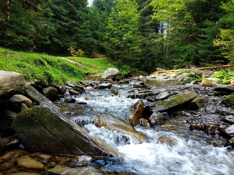 A view of a mountain river flowing through a dense mixed forest. A beautiful landscape in the Carpathian mountains, a swift river in a dense forest