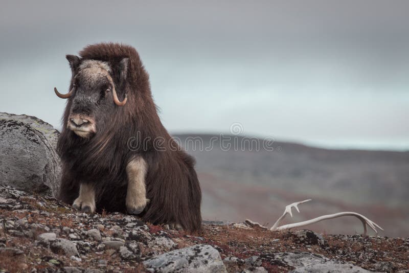 View of a Musk Ox in the mountains of Dovrefjell, Norway