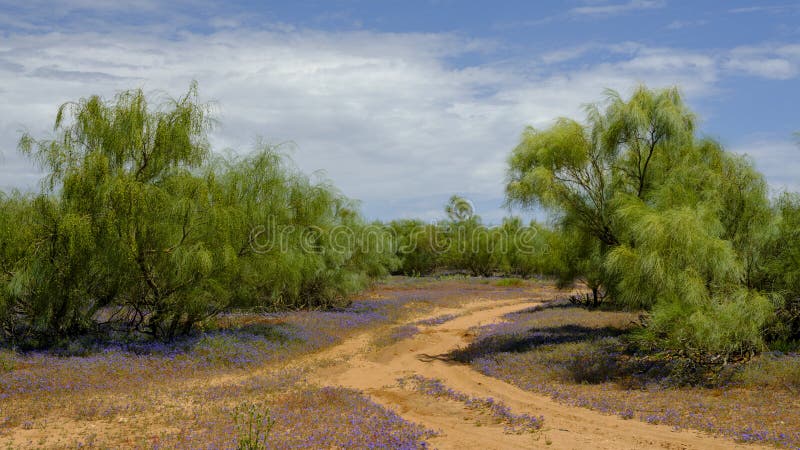 View of native scrub woods Spanish bluebells ground cover flower stock photo View of native scrub woods Spanish bluebells ground cover flower stock photo