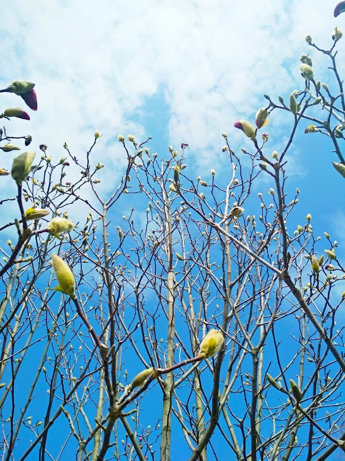 Spring has come, swollen buds of magnolia tree stock images Spring has come, swollen buds of magnolia tree stock images