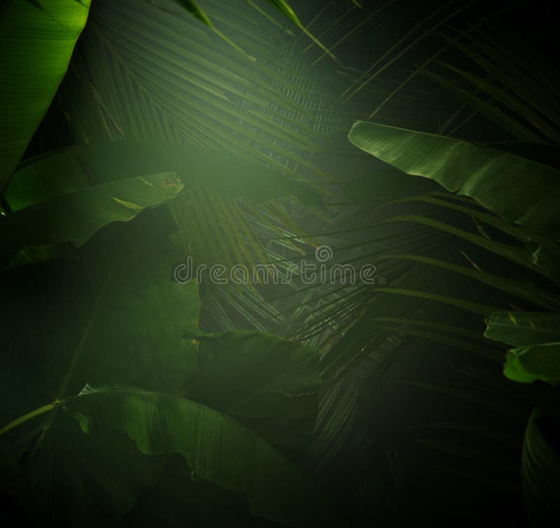 443,996 Jungle Background Stock Photos - Free & Royalty-Free Stock Photos  from Dreamstime