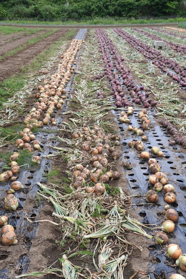 The Onion Field after Harvesting. Stock Image Image of cultivated
