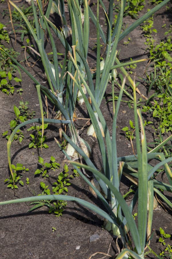View of the Onion Heads Sticking Out of the Ground Stock Image Image