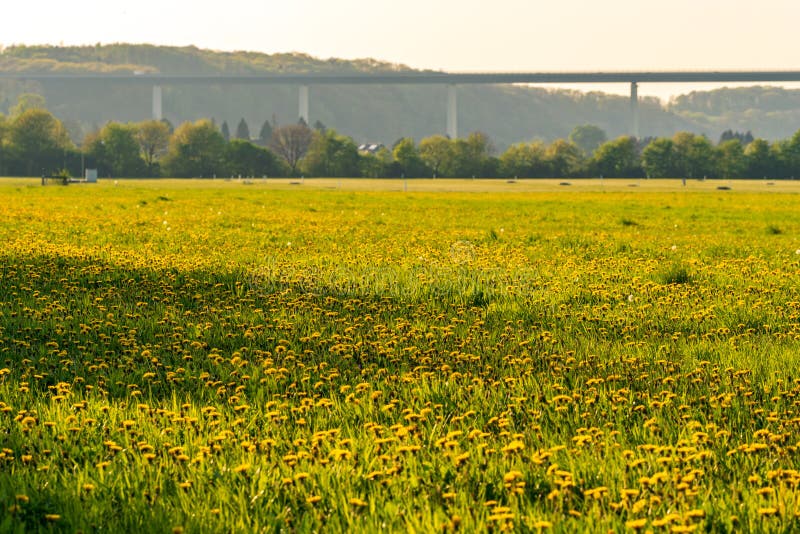 View over a dandelion meadow in the Mintarder Ruhr lowlands in the evening sun. Ruhr valley bridge and the village Mintard in the background, Germany stock photo View over a dandelion meadow in the Mintarder Ruhr lowlands in the evening sun. Ruhr valley bridge and the village Mintard in the background, Germany stock photo