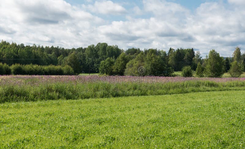 View over green meadows and Agricultural fields along the Swedish countryside, Borka, Gavleborgs Lan, Sweden