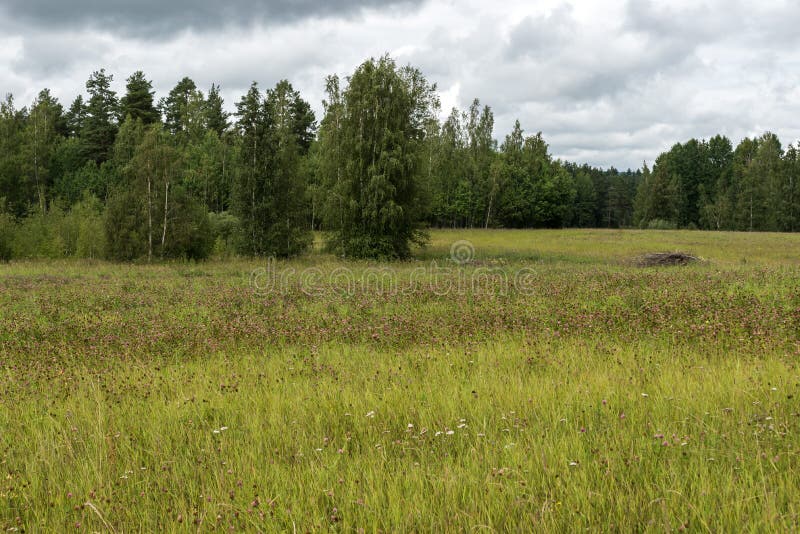 View over the Swedish countryside around Segersta with Agricultural fields, trees, grass and wheetfields, Segersta, Sweden