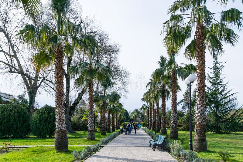View of Palm alley in Arboretum Park Southern Cultures in Sirius. Row of Palm tree Washingtonia filifera,. Commonly known as California fan palm. Sochi, Adler