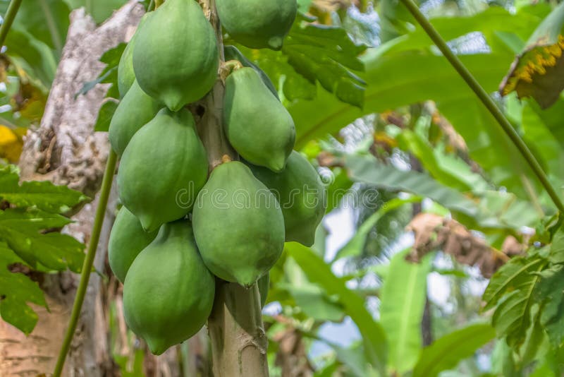 View of Papaya Tree with Detailed Growing Papayas, Typically Tropical
