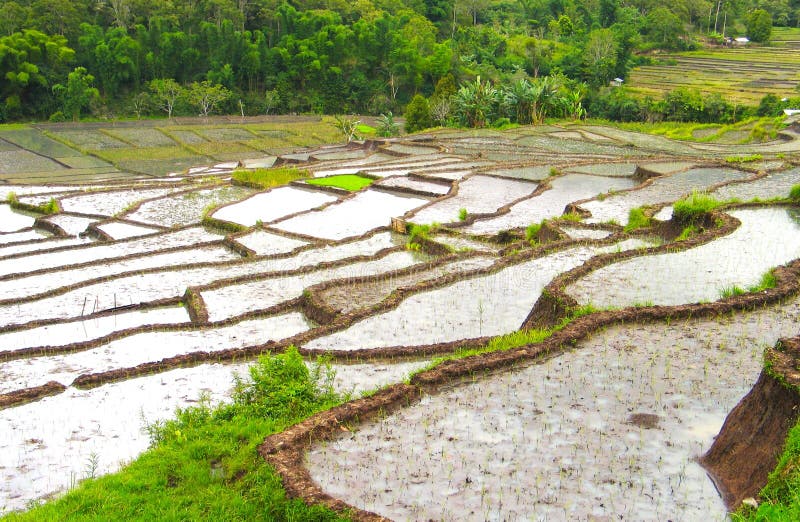 A view of a patch of rice fields with beautiful bunds, in the middle of trees and lush forests stock photos