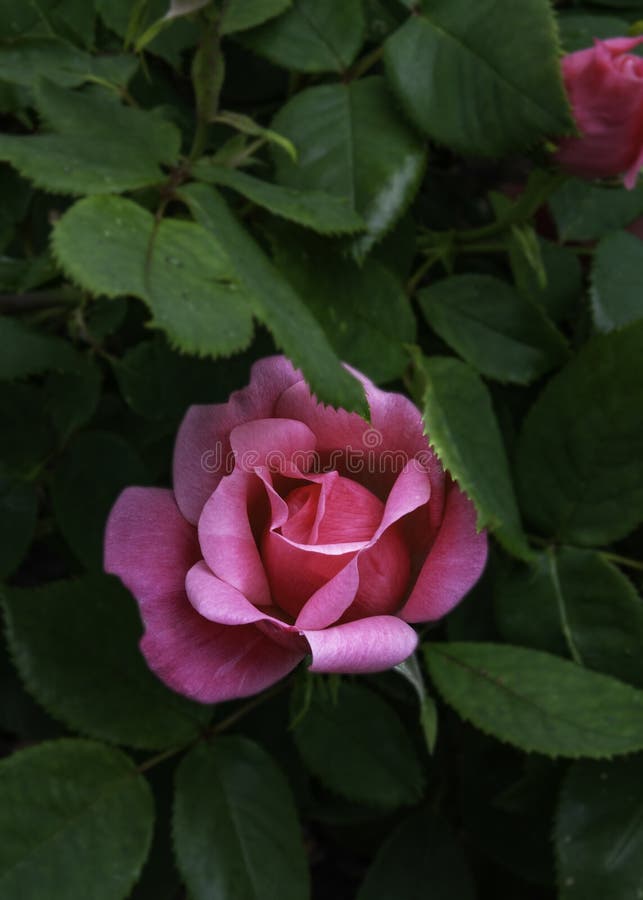 Pink Knock-Out Rose stock image. Image of plant, springtime - 118180193