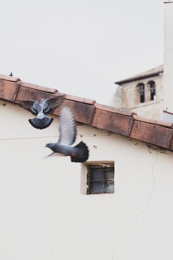 View of pigeons flying against White wall church