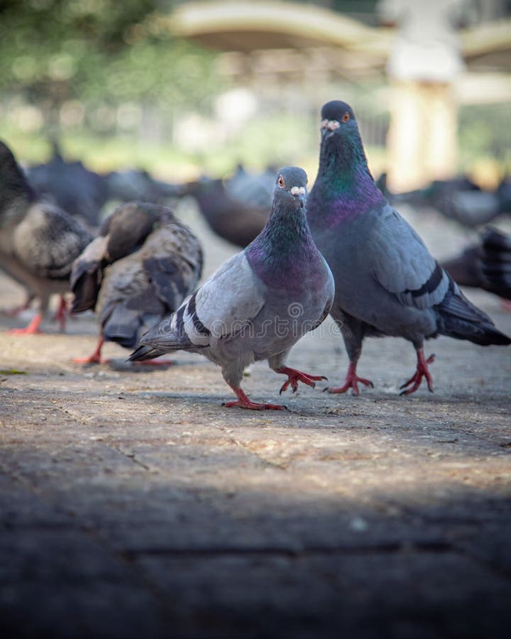 View of Pigeons Perching on Ground Stock Image Image of standing
