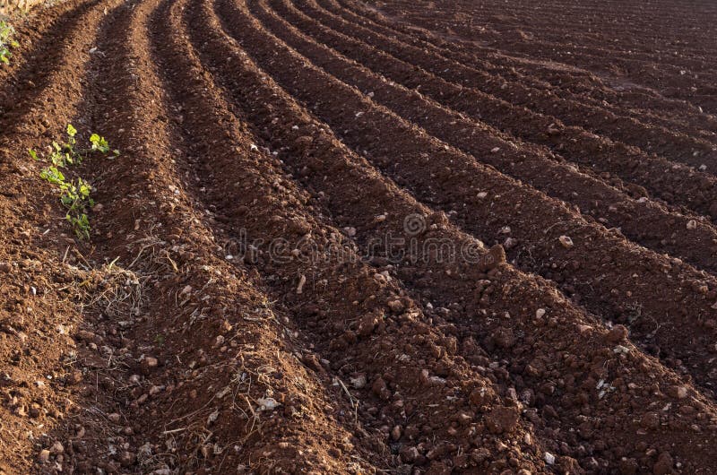 View of the plowed land. Furrows from the plow. Agriculture stock photography View of the plowed land. Furrows from the plow. Agriculture stock photography