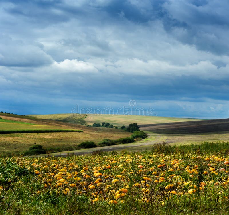 Landscape with a pumpkin patch at sunset. Shallow depth of field, focus is a foreground.