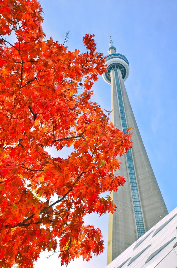 View of red maple tree and CN Tower in autumn