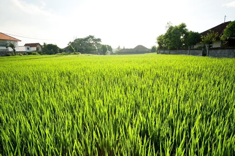 Rice field