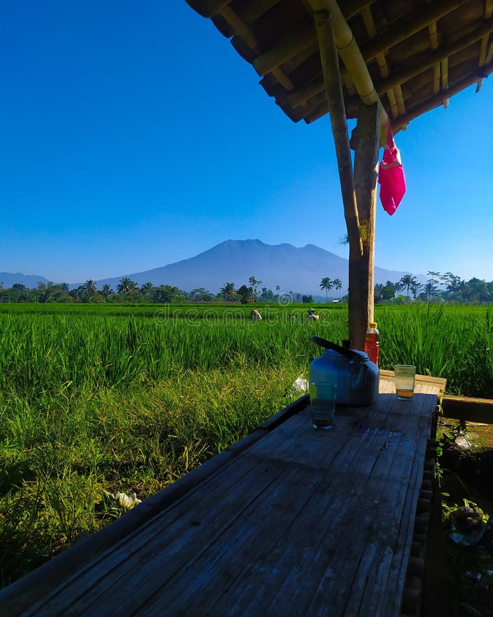 View of rice fields with the background of Mount Galunggung, Tasikmalaya Regency, West Java - Indonesia.