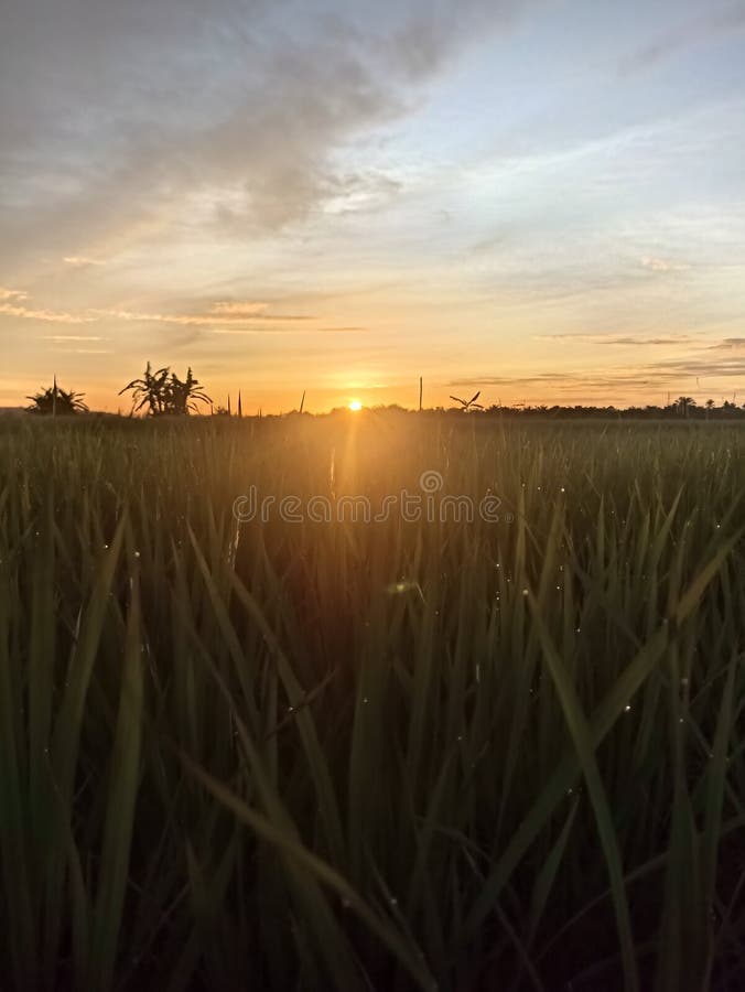 View of the rice fields at dawn royalty free stock photography