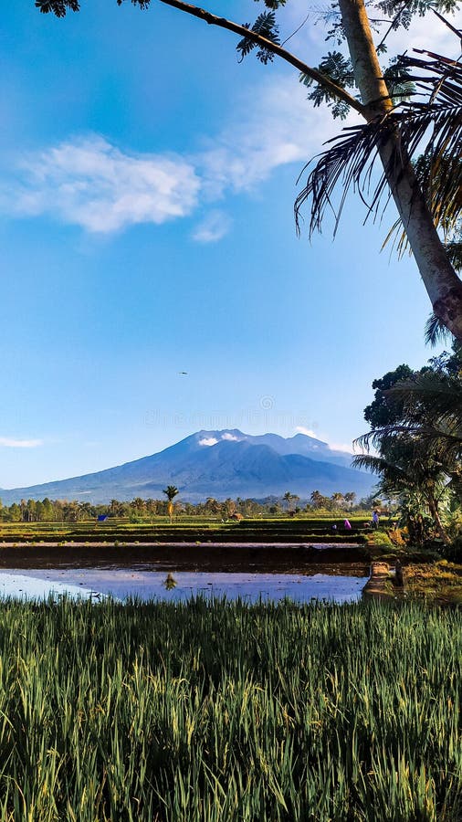 View of rice fields in a village in Leuwisari Village, Tasikmalaya Regency, Indonesia