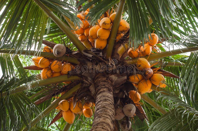 View Of Ripe Yellow Coconut Tree From The Bottom Stock Photo Image of
