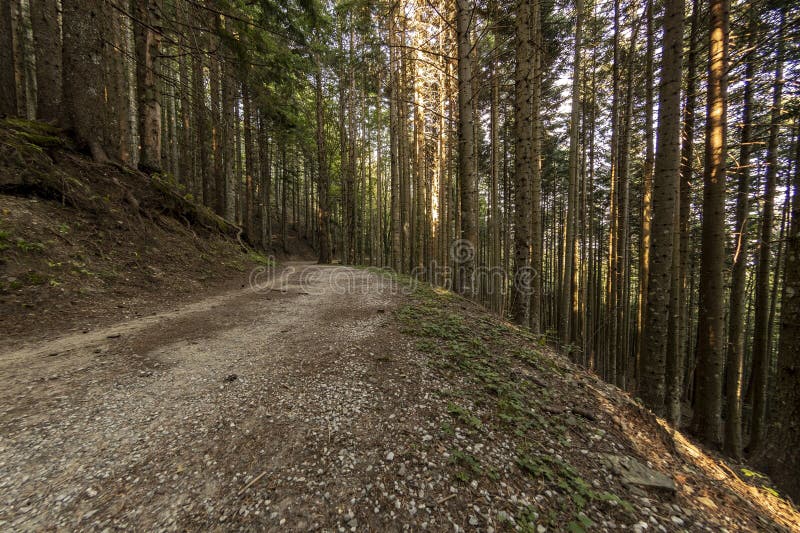 View of a Road in the Woods Stock Image Image of lifestyle