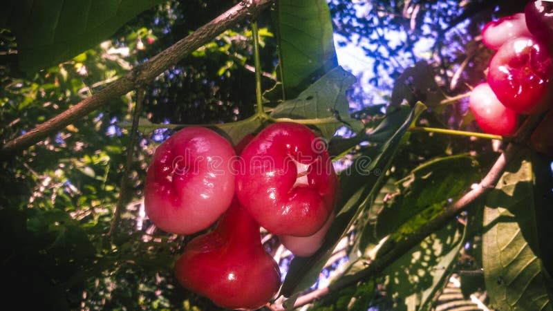 View Of Rose Apple Wallpaper Image stock image.