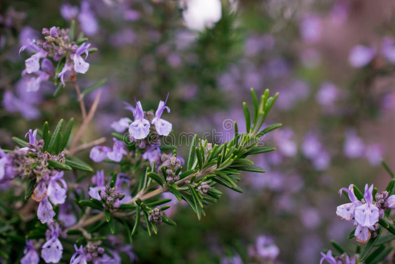 The View of Rosemary Flowering Branches in Bloom Stock Photo Image of