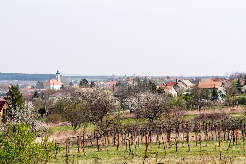 View of rows of grapevines in a vineyard, fields of grass, distant trees stock photos