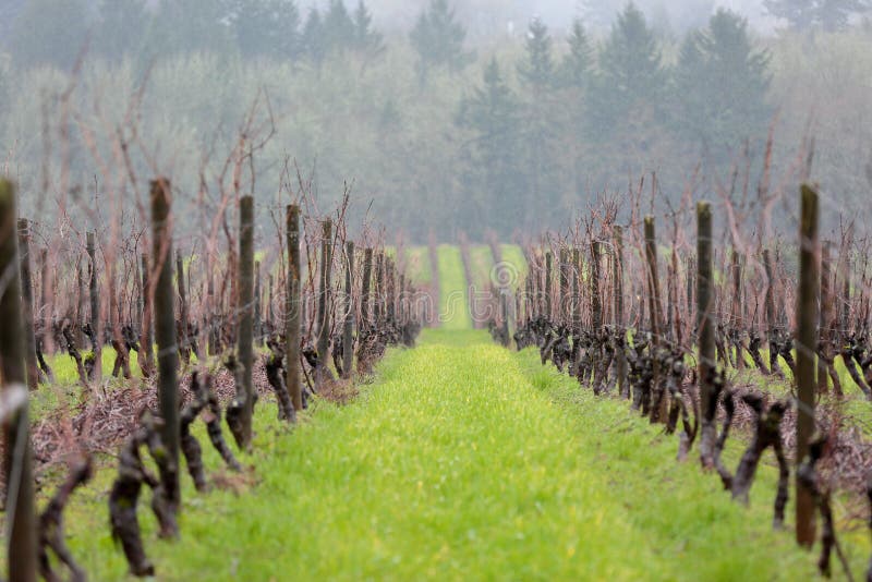 View Rows of Vine Grapes at a Vineyard in Oregon Stock Image Image of beaverton, field 170996905