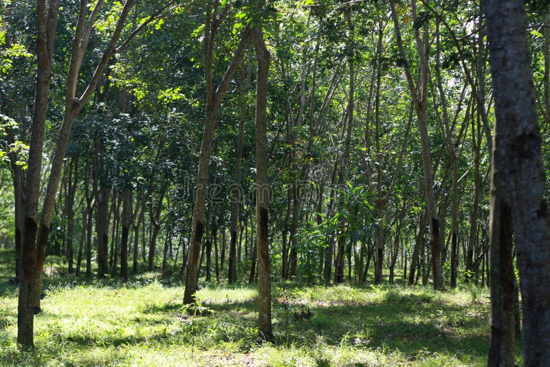 Rubber Tree Plantation stock image. Image of farm, elastic 238671635