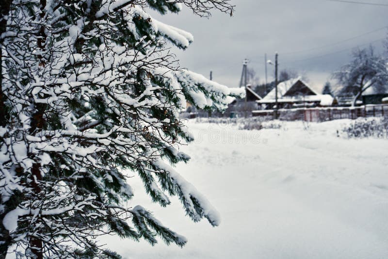 View of a russian village in winter. Pine tree covered with snow with road and buildings on the background royalty free stock photography View of a russian village in winter. Pine tree covered with snow with road and buildings on the background royalty free stock photography