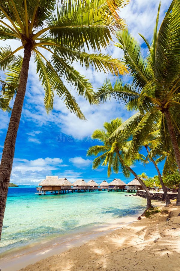View of the sandy beach with palm trees, Bora Bora, French Polynesia. Vertical royalty free stock photography View of the sandy beach with palm trees, Bora Bora, French Polynesia. Vertical royalty free stock photography