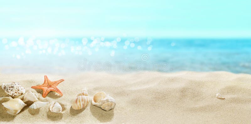 View of the sandy beach. Shells in the sand.